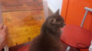 IMG_20150610_240238544